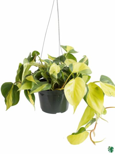 Philodendron Brasil 3X4 Product Peppyflora 01 A Moz