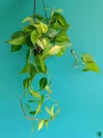 Philodendron-Brasil-3x4-Product-Peppyflora-01-a-a-Moz