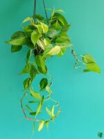 Philodendron-Brasil-3x4-Product-Peppyflora-01-a-a-Moz