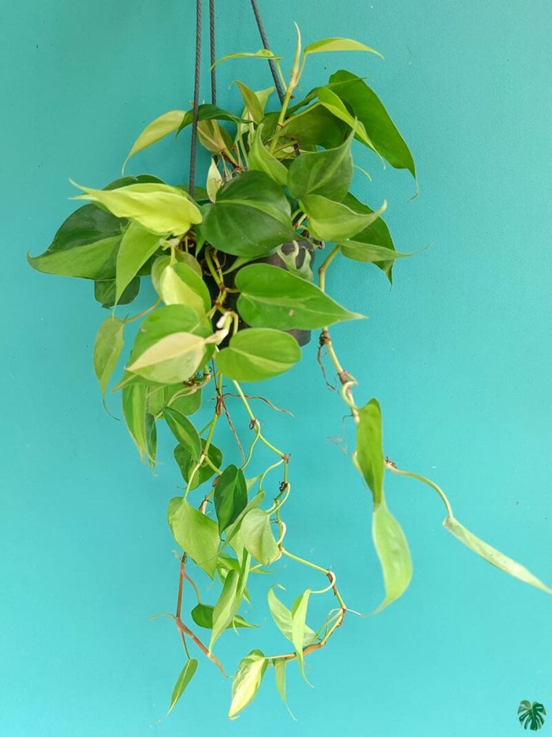 Philodendron Brasil 3X4 Product Peppyflora 01 A B Moz