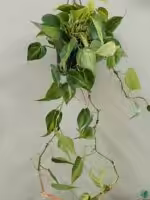 Philodendron-Brasil-3x4-Product-Peppyflora-01-a-c-Moz