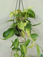 Philodendron-Brasil-3x4-Product-Peppyflora-01-a-d-Moz