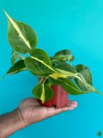 Philodendron-Brasil-3x4-Product-Peppyflora-01-b-Moz