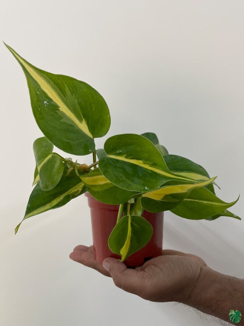 Philodendron-Brasil-3x4-Product-Peppyflora-01-c-Moz