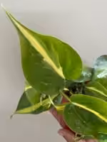 Philodendron-Brasil-3x4-Product-Peppyflora-01-d-Moz