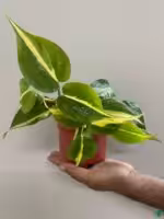 Philodendron-Brasil-3x4-Product-Peppyflora-01-e-Moz