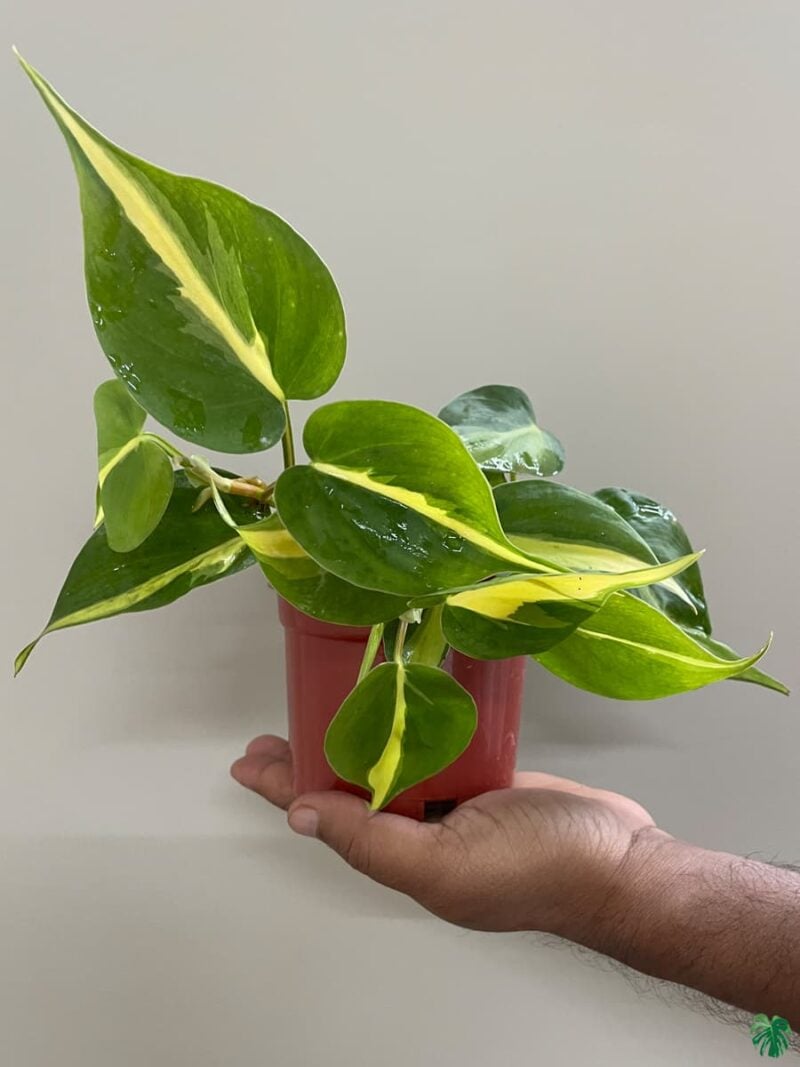 Philodendron-Brasil-3x4-Product-Peppyflora-01-e-Moz