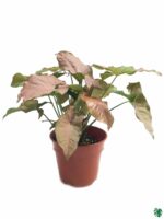 Pink-Syngonium-Podophyllum-3x4-Product-Peppyflora-01-a-Moz