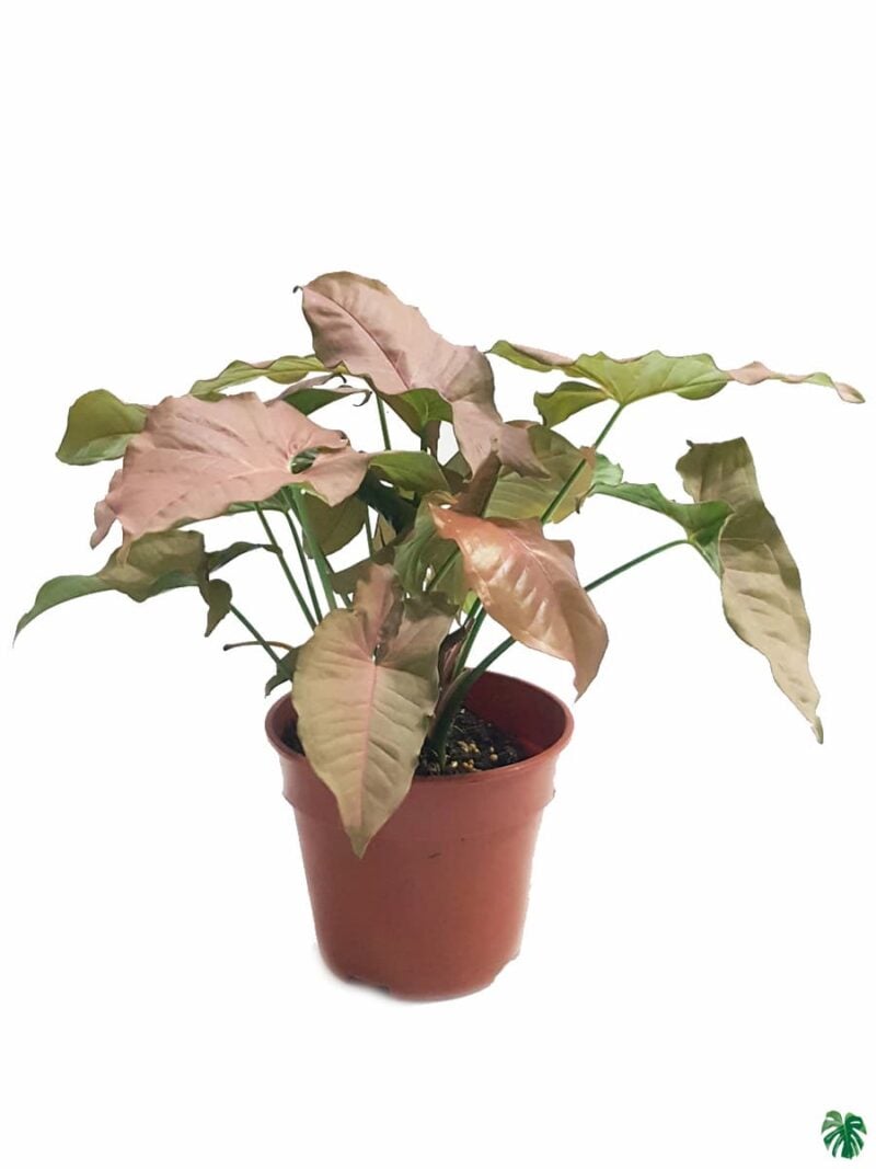 Pink Syngonium Podophyllum 3X4 Product Peppyflora 01 A Moz