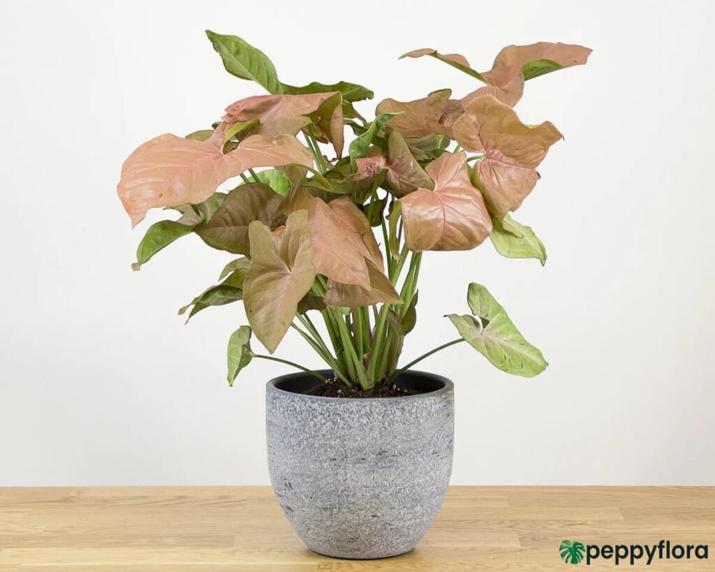 Pink Syngonium Podophyllum Product Peppyflora 02 Moz