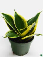 Sansevieria-Trifasciata-Black-Gold-Snake-Plant-3x4-Product-Peppyflora-01-b-Moz