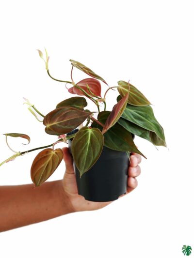 Velvet Leaf Philodendron Micans 3X4 Product Peppyflora 01 A Moz