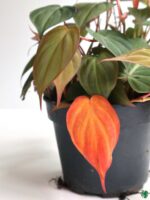 Velvet-Leaf-Philodendron-Micans-3x4-Product-Peppyflora-01-b-Moz