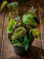 Velvet-Leaf-Philodendron-Micans-3x4-Product-Peppyflora-01-c-Moz