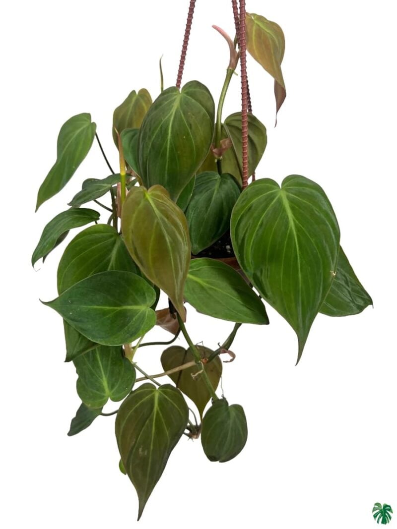 Velvet-Leaf-Philodendron-Micans-3x4-Product-Peppyflora-01-d-Moz