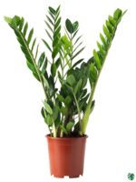 Zamioculcas-Zamiifolia-ZZ-Plant-3x4-Product-Peppyflora-01-a-Moz