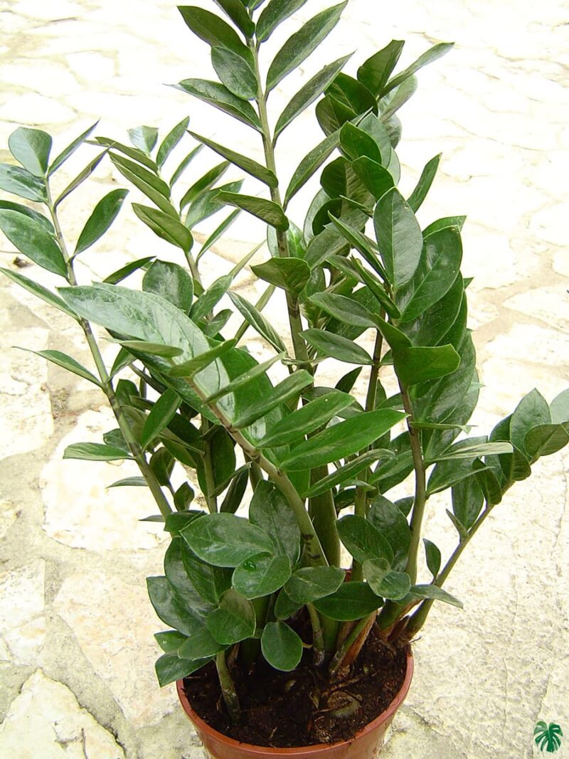 Zamioculcas-Zamiifolia-ZZ-Plant-3x4-Product-Peppyflora-01-b-Moz