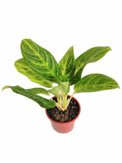 Aglaonema-Brilliant-Chinese-Evergreen-3x4-Peppyflora-Product-01-c-Moz