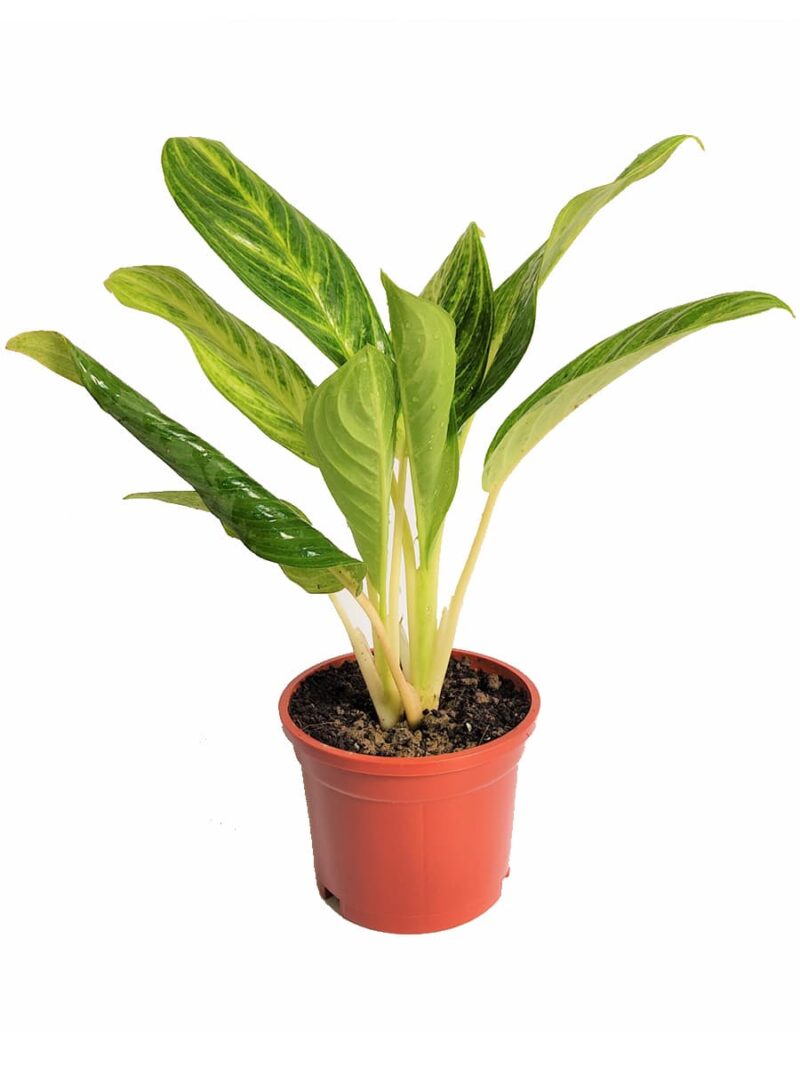 Aglaonema Brilliant Chinese Evergreen 3X4 Product Peppyflora 01 A Moz