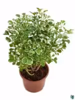 Aralia-Miniature-White-3x4-Product-Peppyflora-01-a-Moz