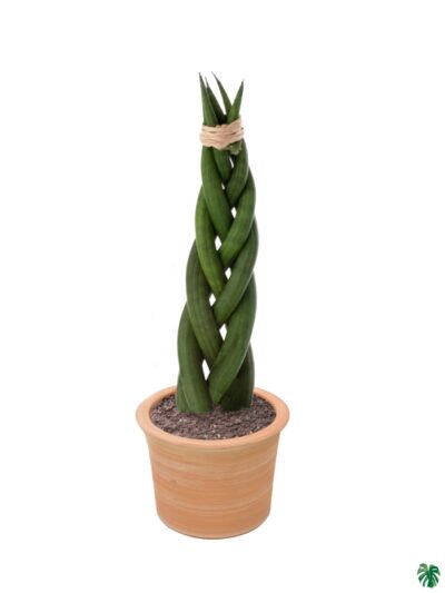 Braided-Sansevieria-Cylindrica-Spikes-Cylindrical-Snake-Plant-3x4-Product-Peppyflora-01-a-Moz