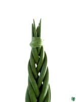 Braided-Sansevieria-Cylindrica-Spikes-Cylindrical-Snake-Plant-3x4-Product-Peppyflora-01-b-Moz