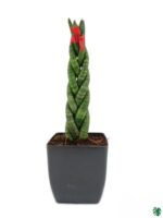 Braided-Sansevieria-Cylindrica-Spikes-Cylindrical-Snake-Plant-3x4-Product-Peppyflora-01-c-Moz