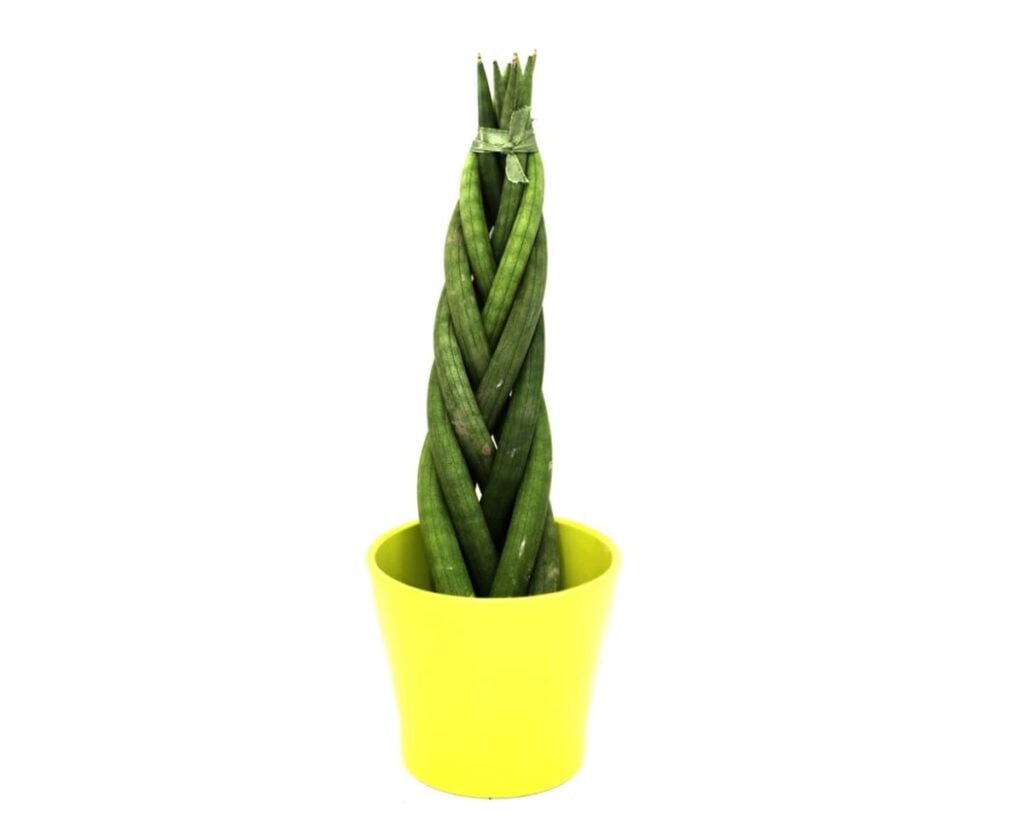 Braided-Sansevieria-Cylindrica-Spikes-Cylindrical-Snake-Plant-Peppyflora-Product-02-moz