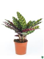 Calathea-Lancifolia-Rattlesnake-Plant-3x4-Product-Peppyflora-01-a-Moz