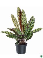 Calathea-Lancifolia-Rattlesnake-Plant-3x4-Product-Peppyflora-01-b-Moz