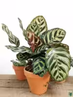Calathea-Makoyana-Peacock-Plant-3x4-Product-Peppyflora-01-a-Moz