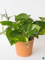 Devil’s-Ivy-Golden-Pothos-Epipremnum-Aureum-3x4-Product-Peppyflora-01-a-Moz