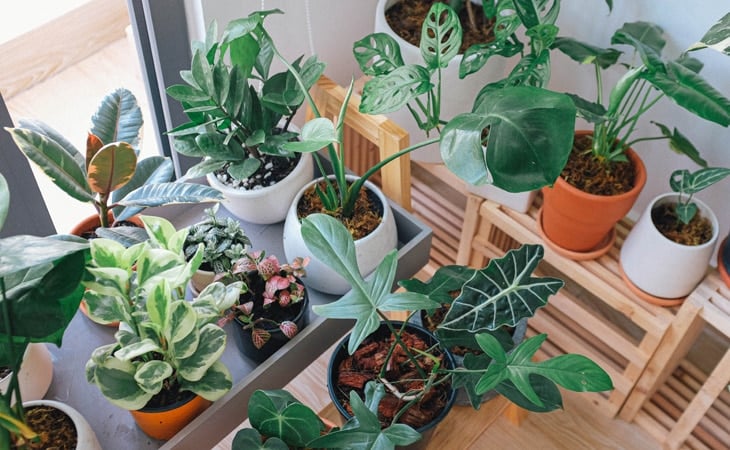 Easy-Indoor-Plants-Cat-Peppyflora