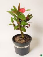 Euphorbia-Milii-Pink-Crown-of-Thorns-Plant-3x4-Product-Peppyflora-01-a-Moz