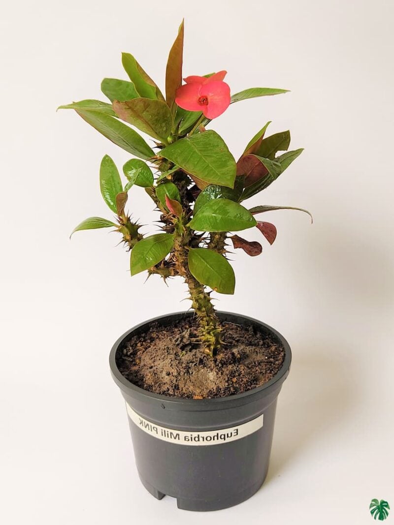 Euphorbia Milii Pink Crown Of Thorns Plant 3X4 Product Peppyflora 01 A Moz