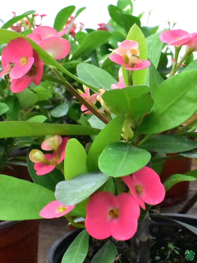 Buy Euphorbia Milii Pink - Crown of Thorns Online | Peppyflora®