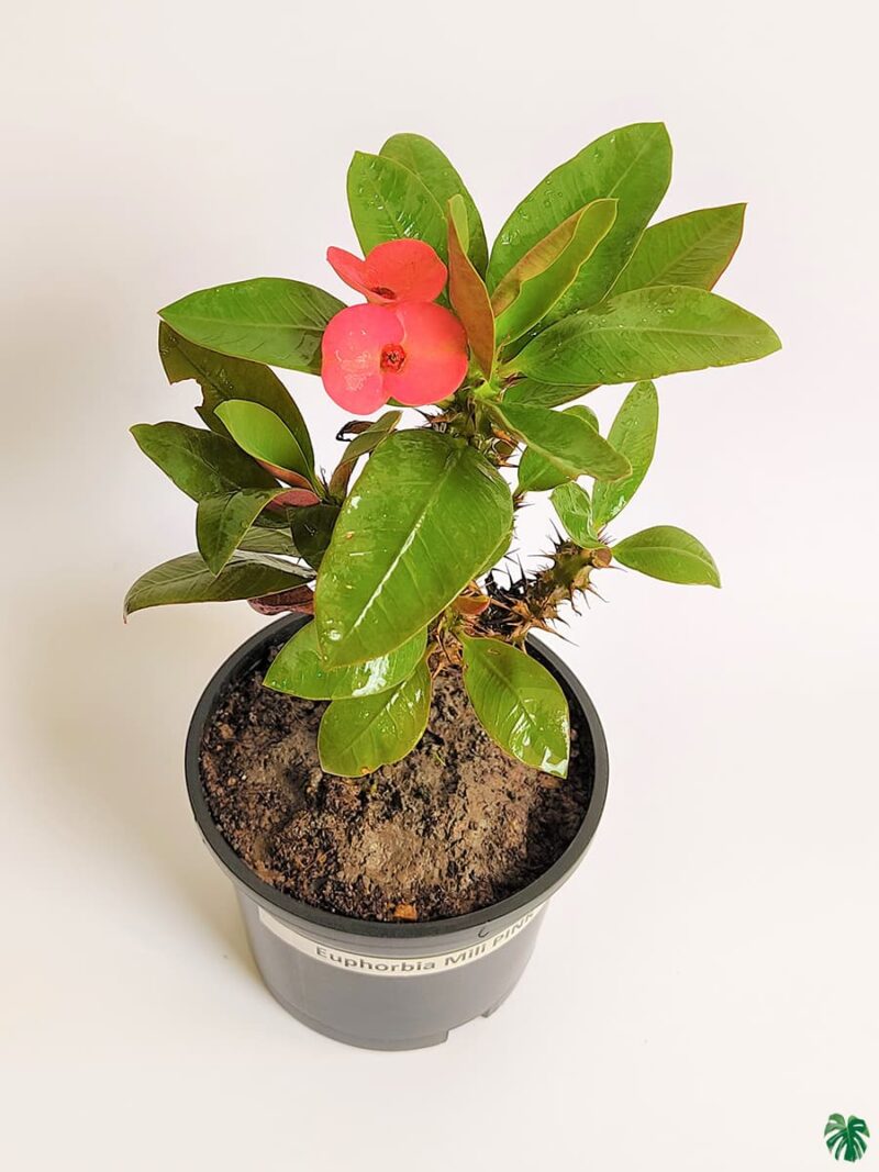 Euphorbia-Milii-Pink-Crown-of-Thorns-Plant-3x4-Product-Peppyflora-01-c-Moz