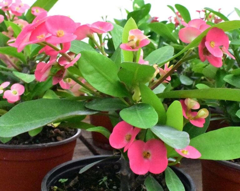 Buy Euphorbia Milii Pink - Crown of Thorns Online | Peppyflora®