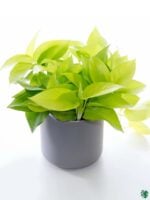 Golden-Pothos-Golden-Money-Plant-Lime-Pothos-3x4-Product-Peppyflora-01-a-Moz