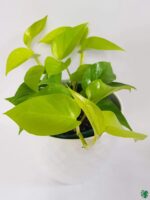 Golden-Pothos-Golden-Money-Plant-Lime-Pothos-3x4-Product-Peppyflora-01-b-Moz