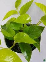Golden-Pothos-Golden-Money-Plant-Lime-Pothos-3x4-Product-Peppyflora-01-c-Moz