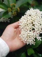 Ixora-Dwarf-White-White-Rangan-3x4-Peppyflora-Product-01-d-Moz
