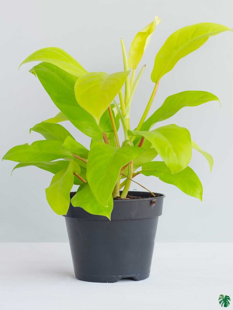 Philodendron Malay Gold Ceylon Golden 3X4 Product Peppyflora 01 A Moz