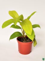Philodendron-Malay-Gold-Ceylon-Golden-3x4-Product-Peppyflora-01-c-Moz