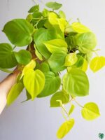 Philodendron-Neon-Velvet-Lemon-Lime-3x4-Product-Peppyflora-01-b-Moz