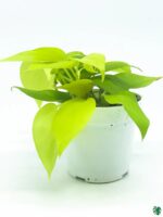 Philodendron-Neon-Velvet-Lemon-Lime-3x4-Product-Peppyflora-01-c-Moz