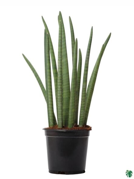 Buy Sansevieria Cylindrica Online | Peppyflora®