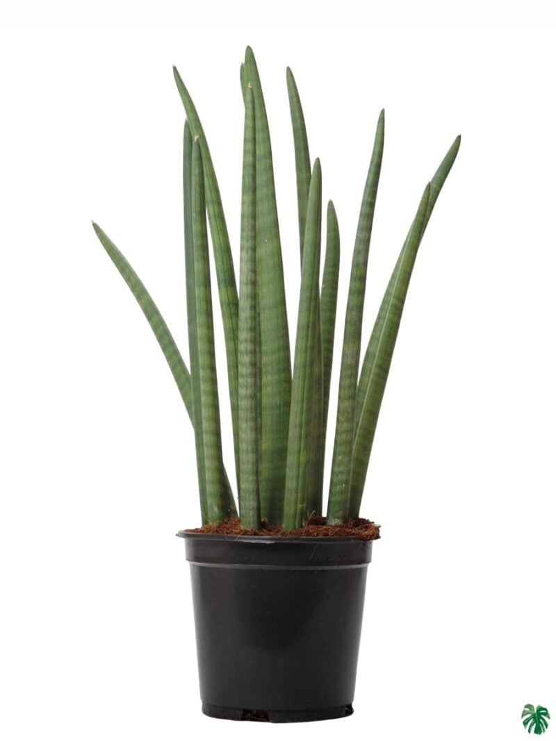 Sansevieria Cylindrica Cylindrical Snake Plant 3X4 Product Peppyflora 01 A Moz