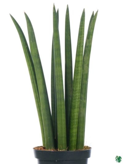 Sansevieria-Cylindrica-Cylindrical-Snake-Plant-3x4-Product-Peppyflora-01-c-Moz