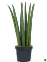 Sansevieria-Cylindrica-Cylindrical-Snake-Plant-3x4-Product-Peppyflora-01-d-Moz